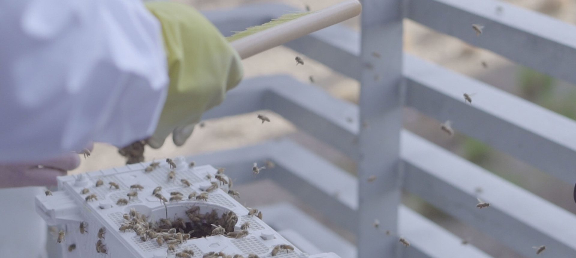 Honey bees have been placed in three newly built hives as part of the campus-wide initiative to educate the Colorado State University community about the importance of bees to our ecosystem.