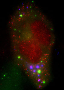 fluorescent tags in cell