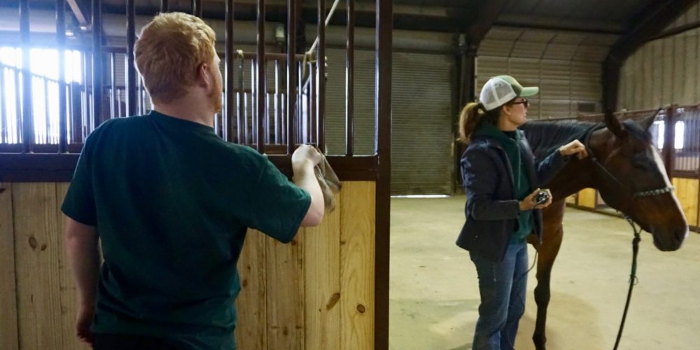 Michael McGrady dusts bars of horse stall at the CSU Temple Grandin Equine Center.