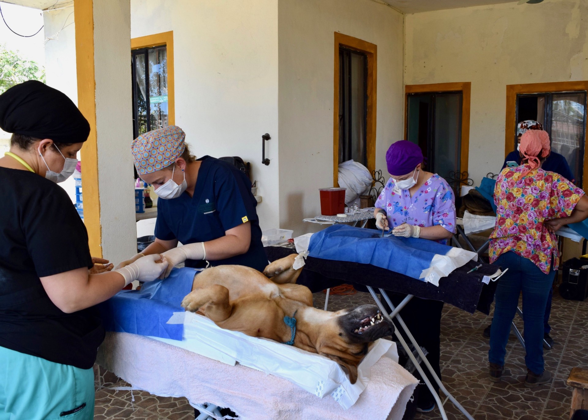 Dr. Danielle Frey y su equipo realizan cirugías de esterilización/castración en una locación cerca de CSU Todos Santos Center.