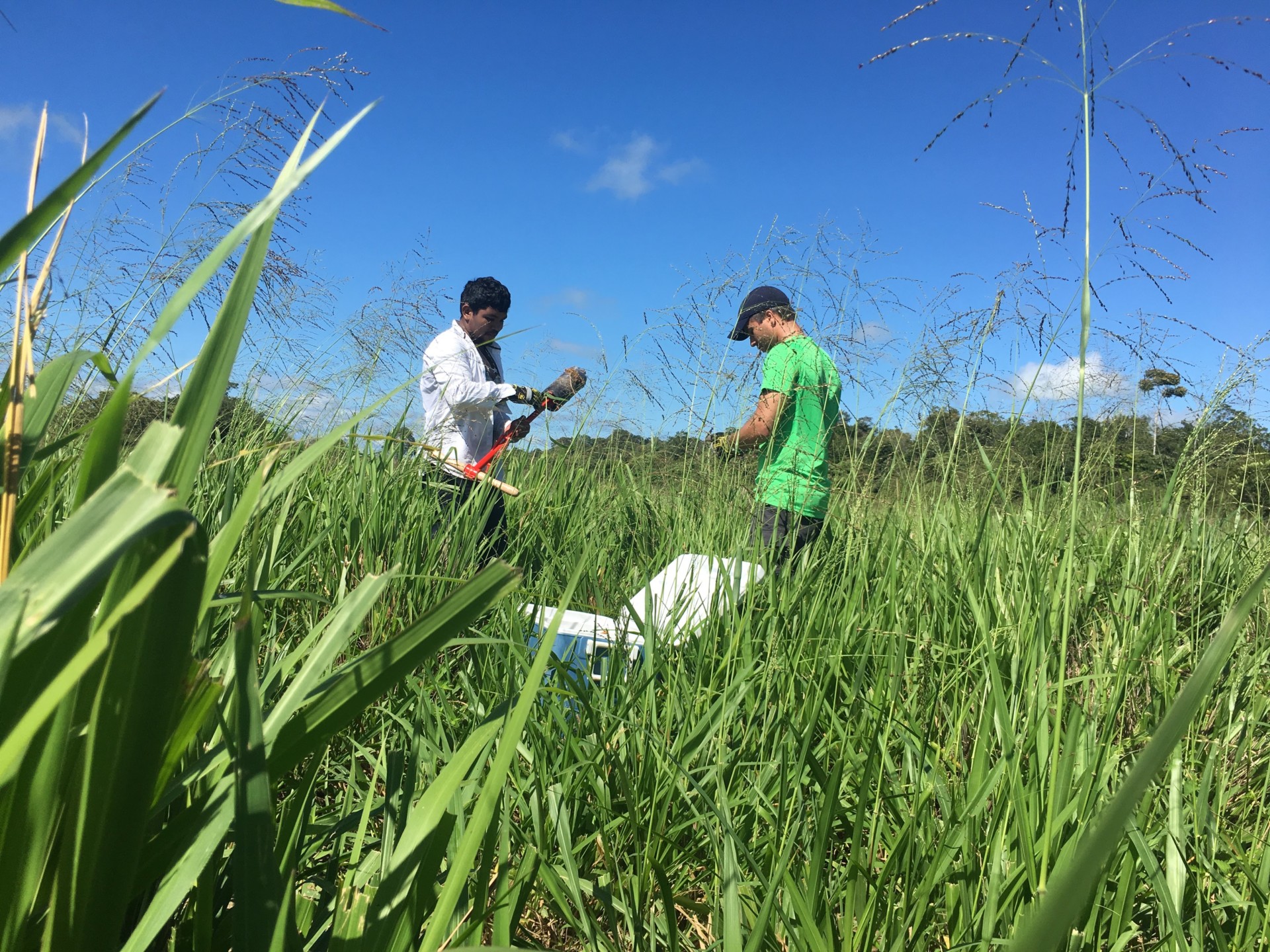 two researchers gathering soil in a field in Brazil
