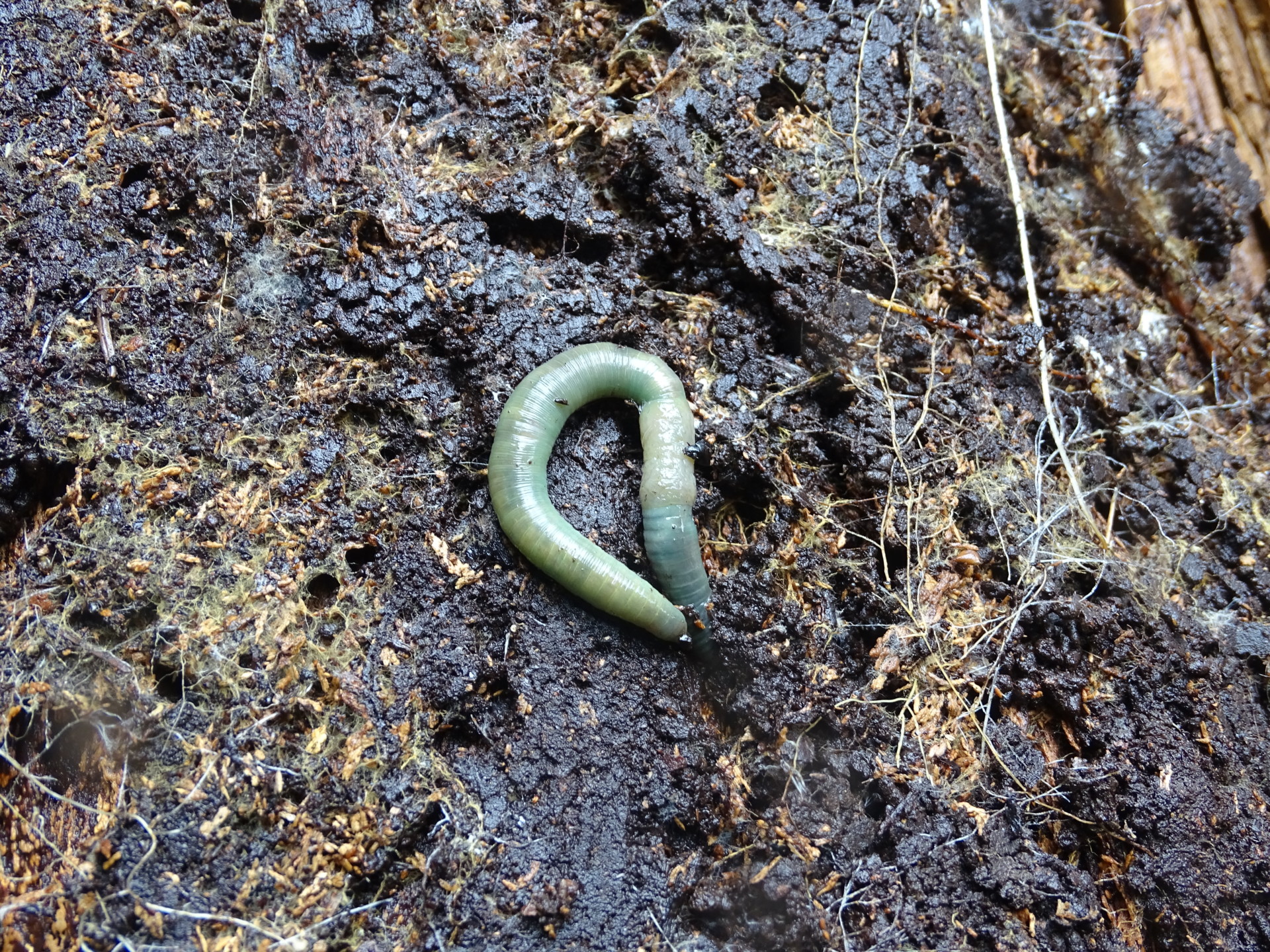 A green worm on top of wet soil