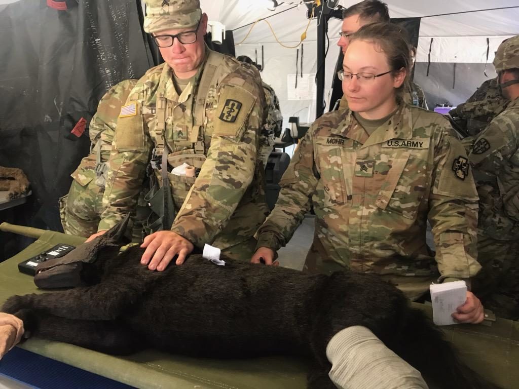 Acacia Mohr working with military dog
