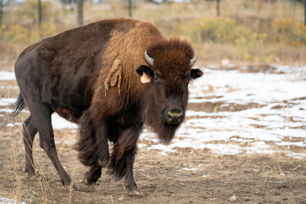 a bison on CSU's Foothills Campus