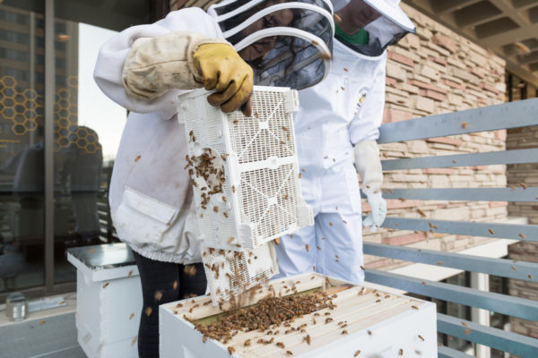 Colorado State University veterinary student Christina Geldert introduces bees to a hive  outside the Durrell Center, April 22, 2018.