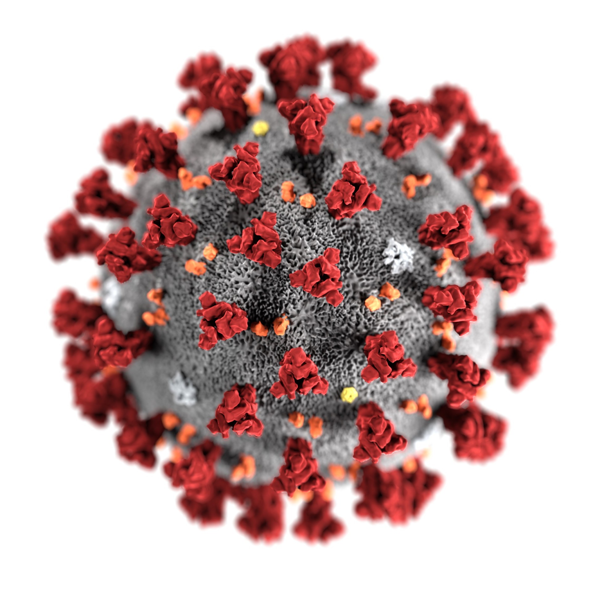 an illustration of the coronavirus, created at CDC