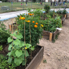 Garfield County Community Garden in Palisade - converted an inoperable swimming pool into a garden in 2019
