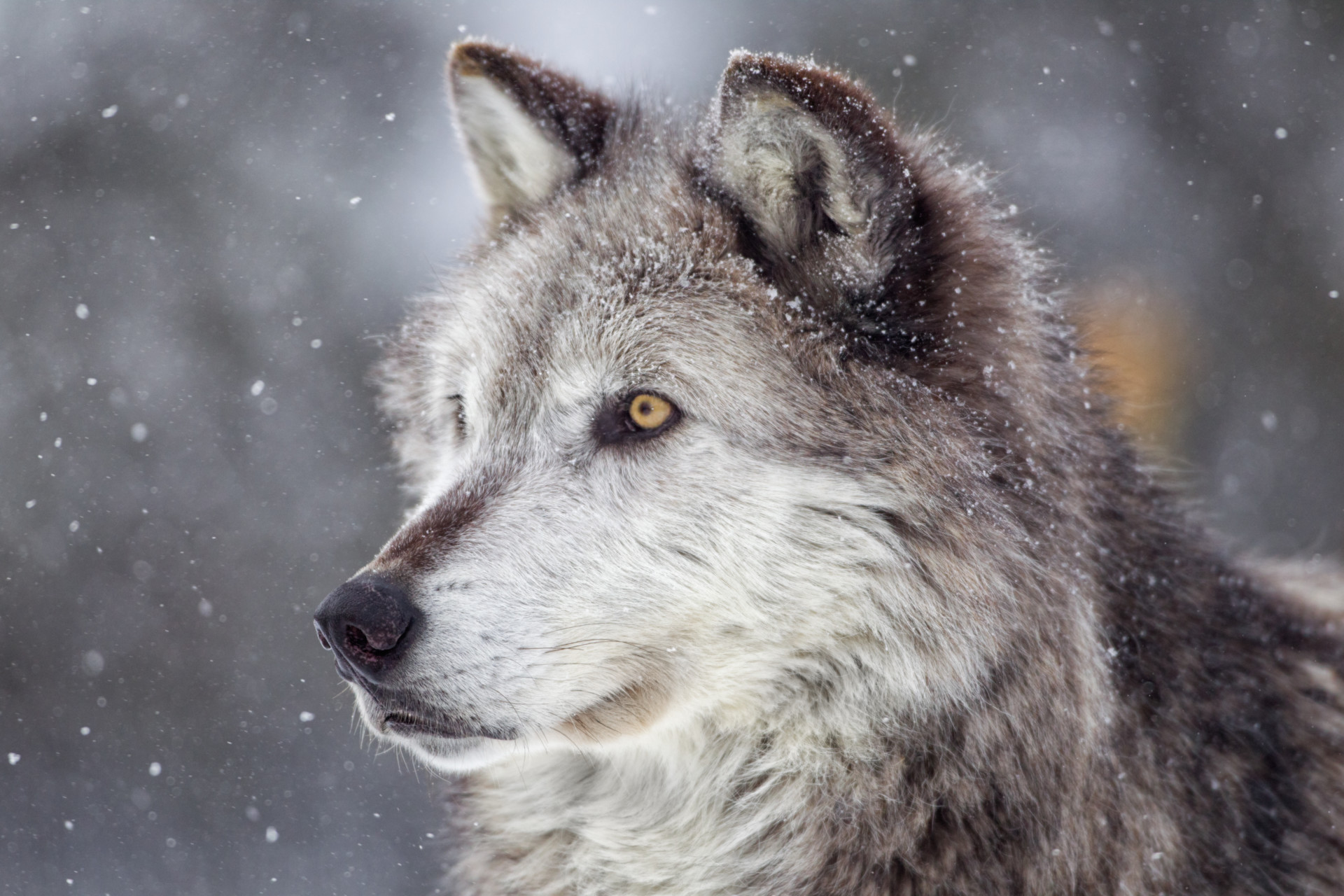 a gray wolf looks to the left, with snow falling