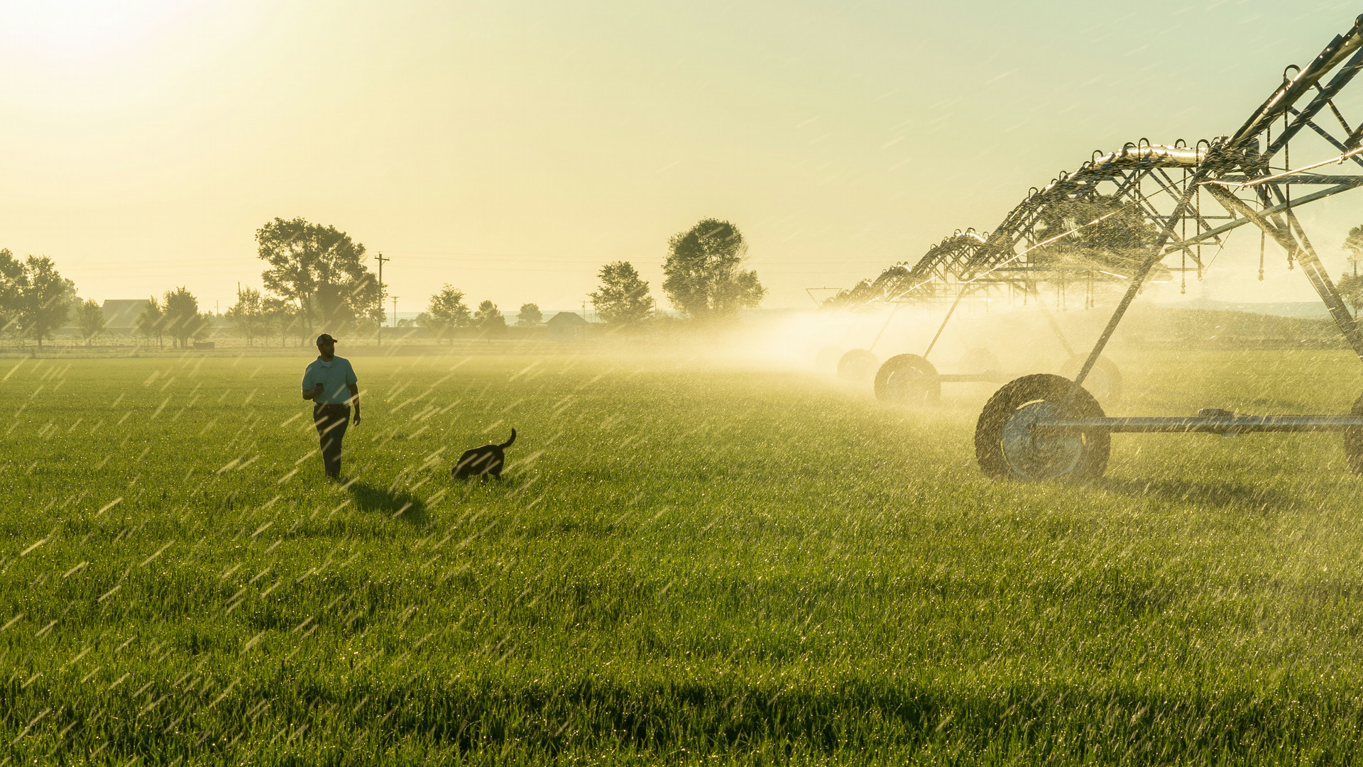 a farmer walks with his dog while an irrigation system waters crops