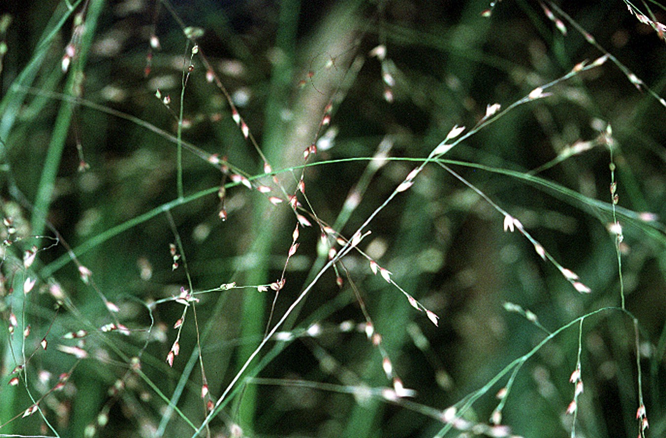 close up photo of switchgrass