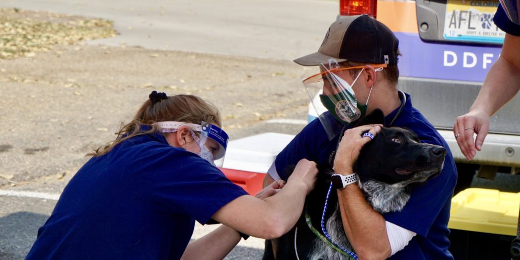 CSU D.V.M. student-volunteers administer vaccination to a dog at seventh annual CSU Spur Focus on Health Community Clinic in Denver on Oct. 3, 2020.
