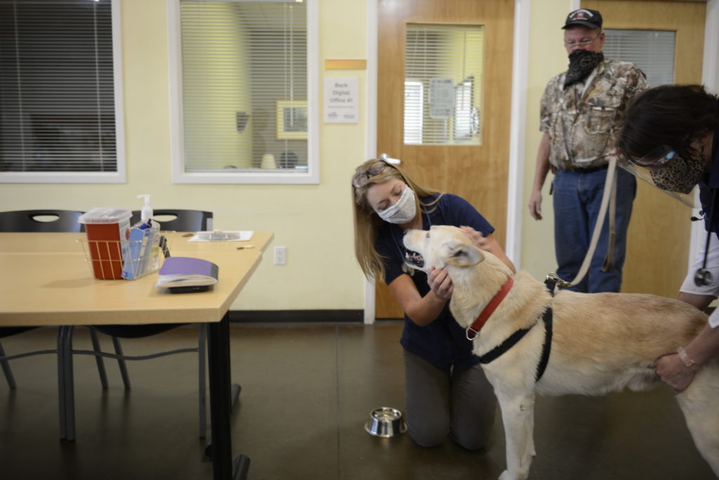 Dog being examined at Murphy Center