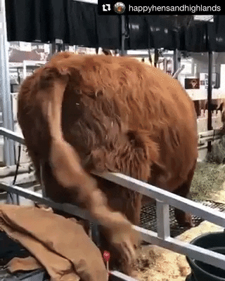 GIF of a cow scratching his backend on a bar.