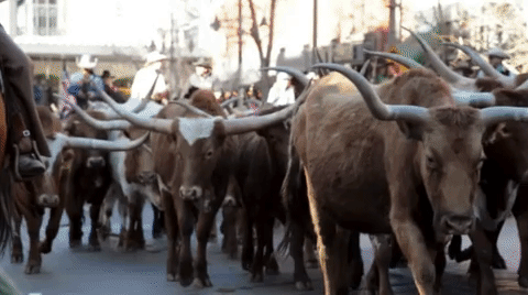 GIF: Scenes from the National Western Stock Show parade in downtown Denver