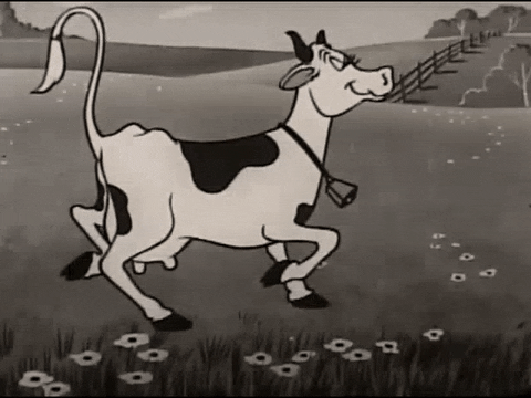 GIF of a cow