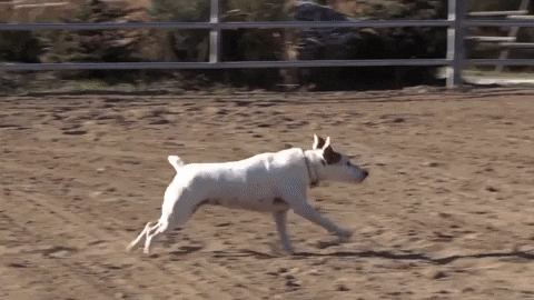 GIF: A dog jumps on a horse's back