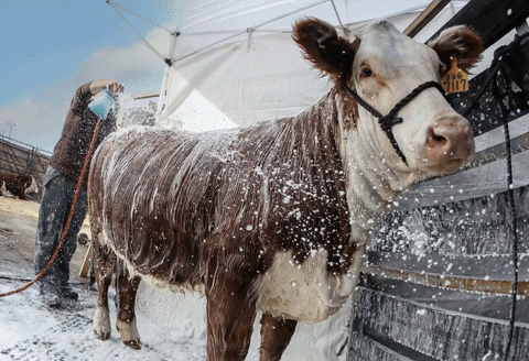Cows getting groomed at the National Western Stock Show