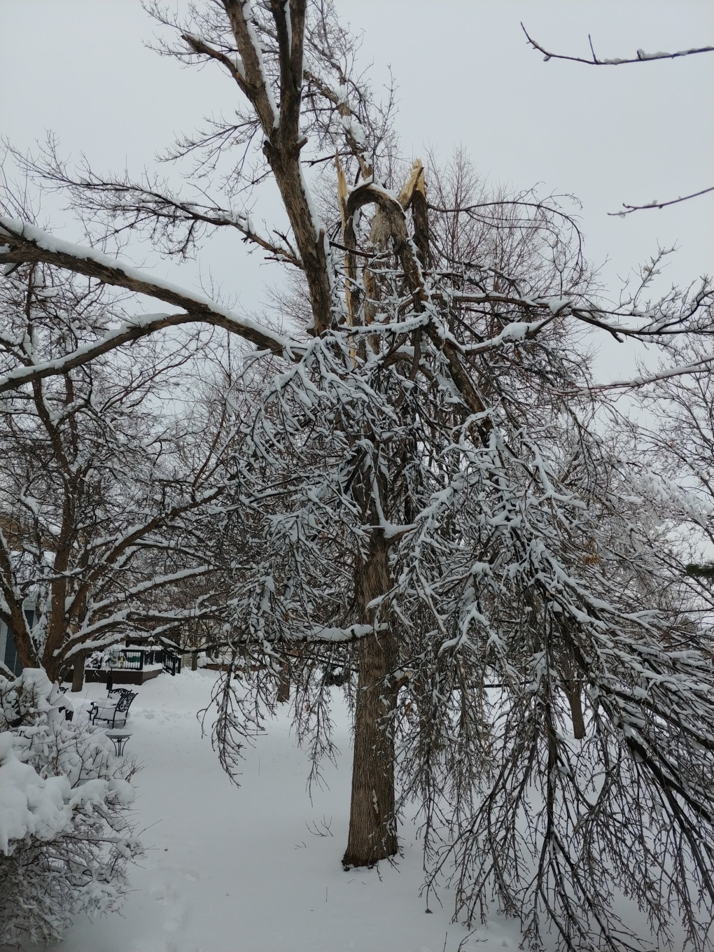 Broken tree in snow March 14, 2021