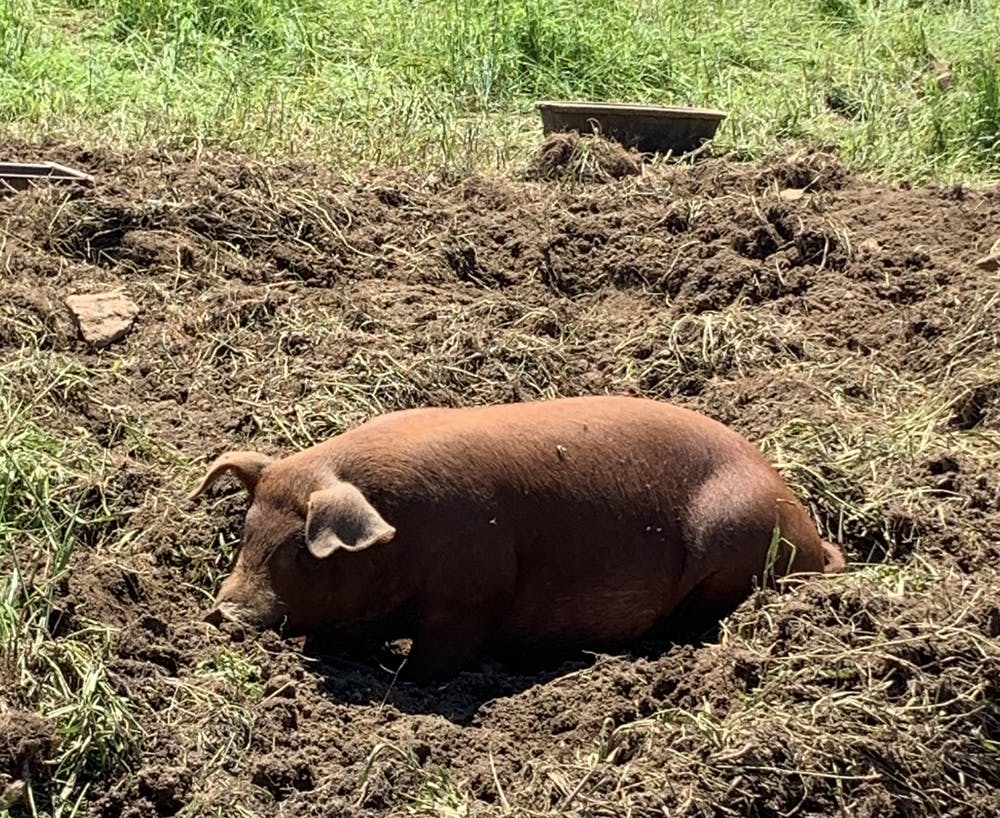 Pig in Field
