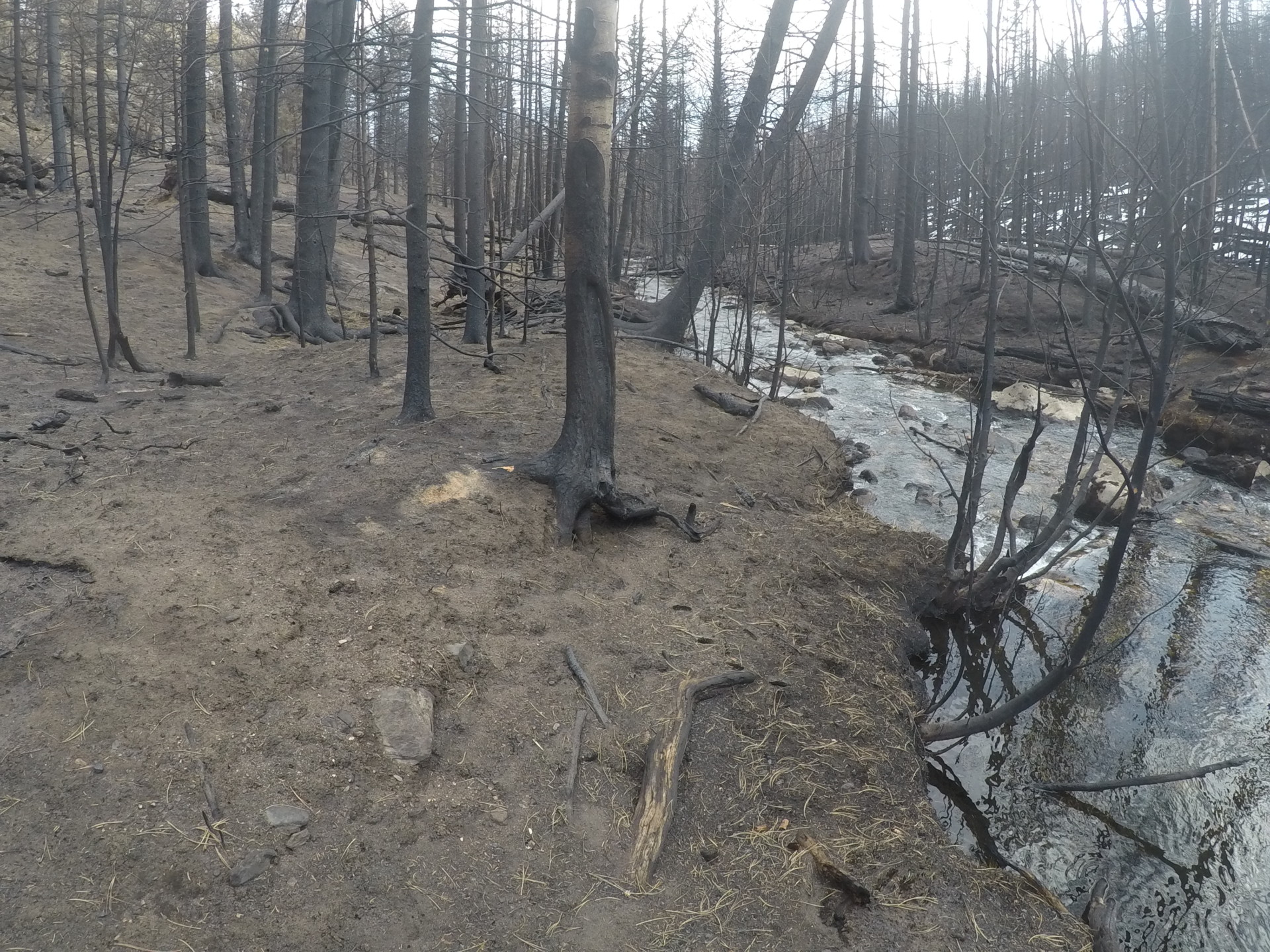 burned riparian area following the Cameron Peak Fire