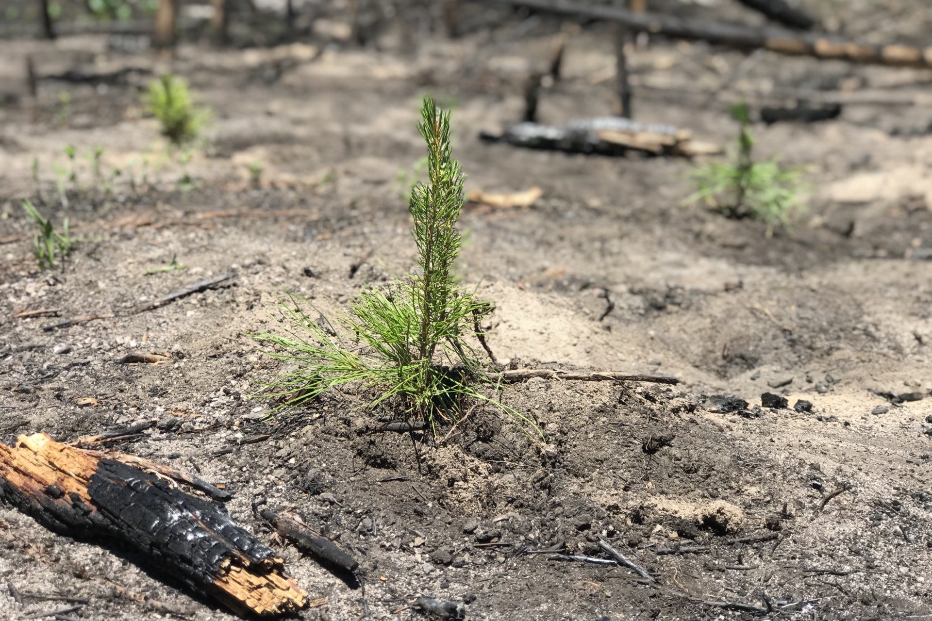seedling planted on CSU's Mountain Campus following the Cameron Peak Fire