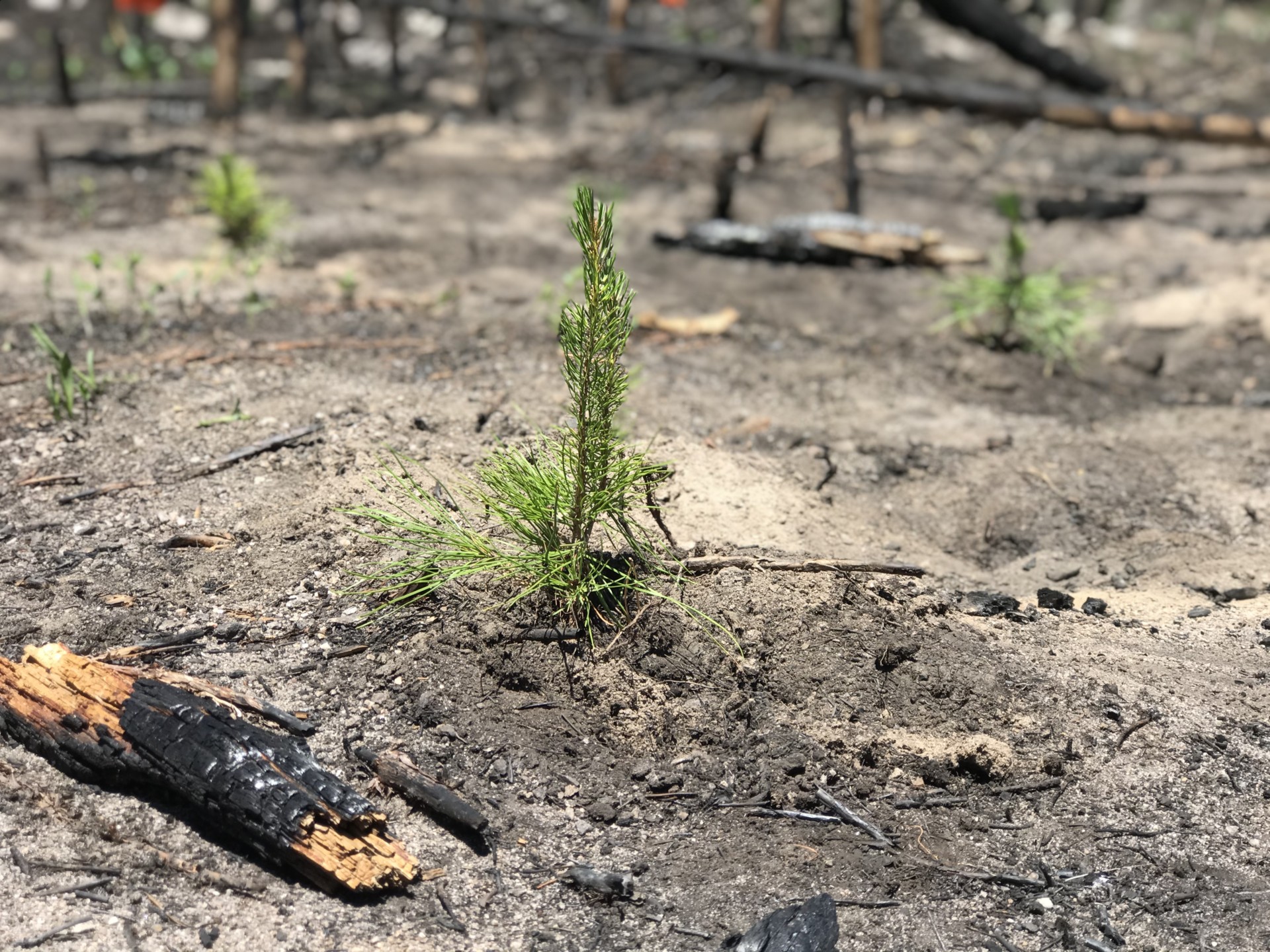 seedling planted on CSU's Mountain Campus following the Cameron Peak Fire