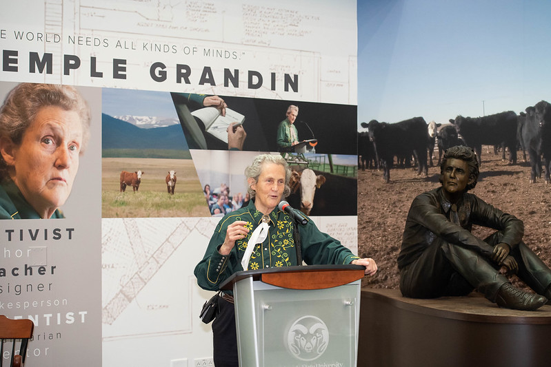 The new sculpture of CSU professor of animal sciences and animal behaviorist Temple Grandin is the first sculpture of a female on the CSU campus.
