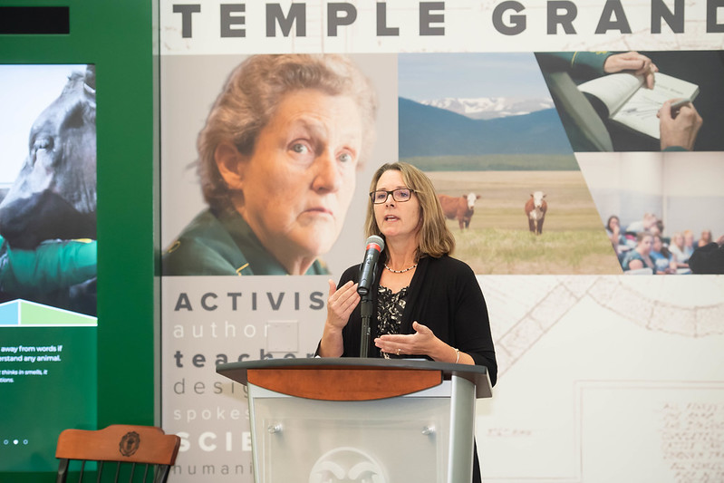 The new sculpture of CSU professor of animal sciences and animal behaviorist Temple Grandin is the first sculpture of a female on the CSU campus.