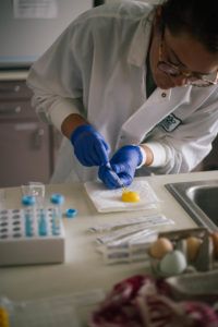 DVM student Melissa Chromik extracts yolk from an egg in the Bowen Lab