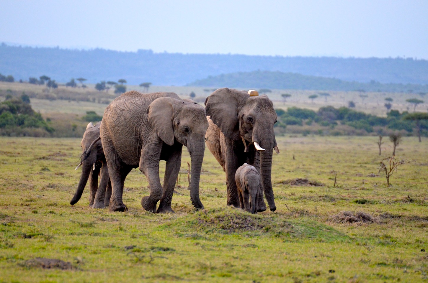 an elephant named Ivy that is a habitual crop raider, and family