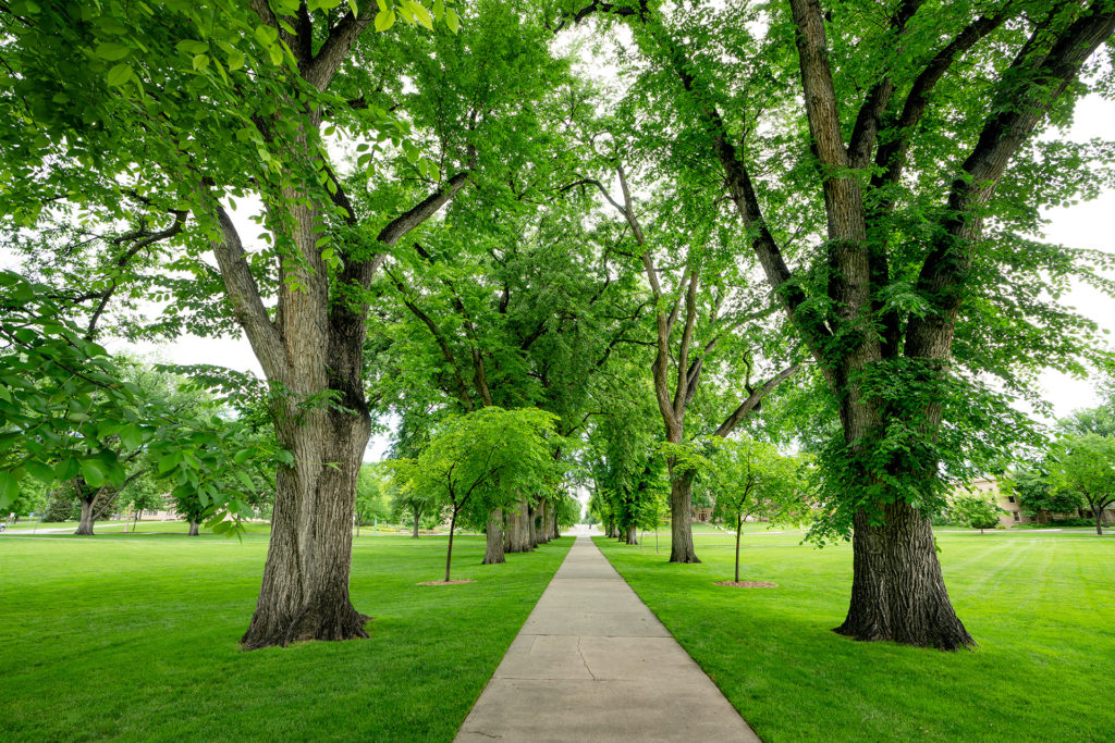 Summer On The Colorado State University Historic Oval, June 27, 2019