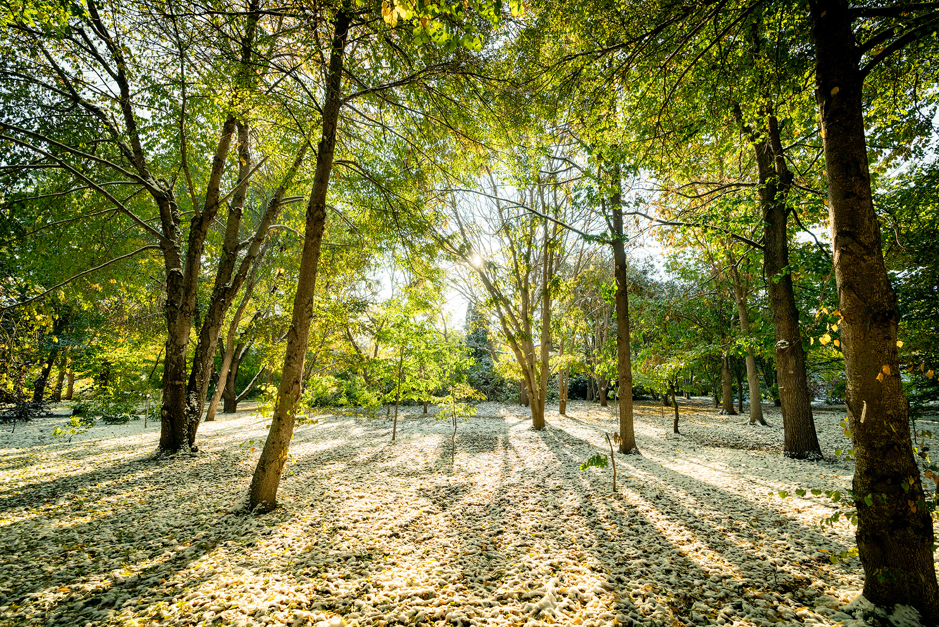 CSU campus arboretum