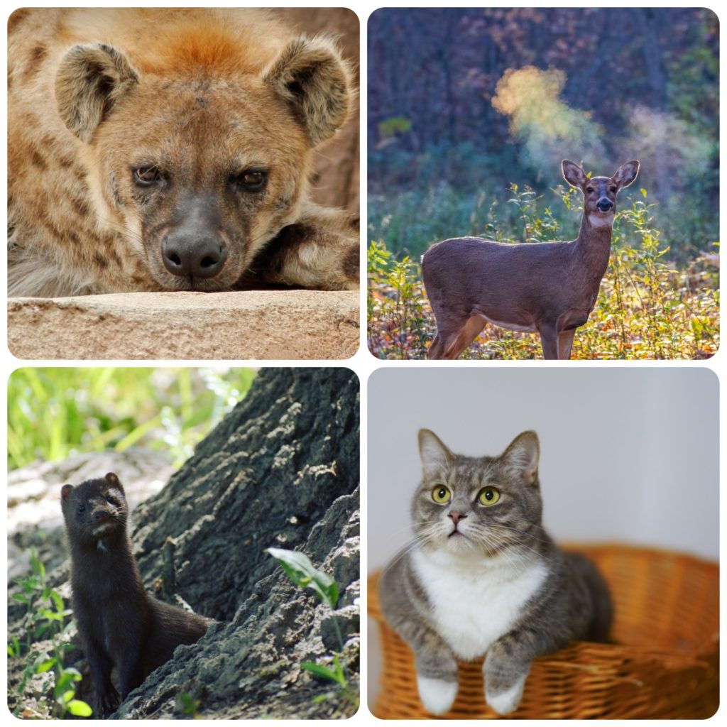 a spotted hyena, deer, cat and a wild mink - animals that have been affected by SARS-CoV-2