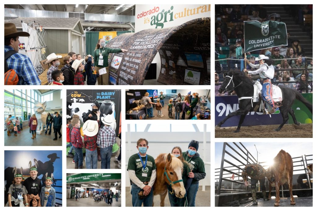 Photo Collage of CSU Day at the Stock Show