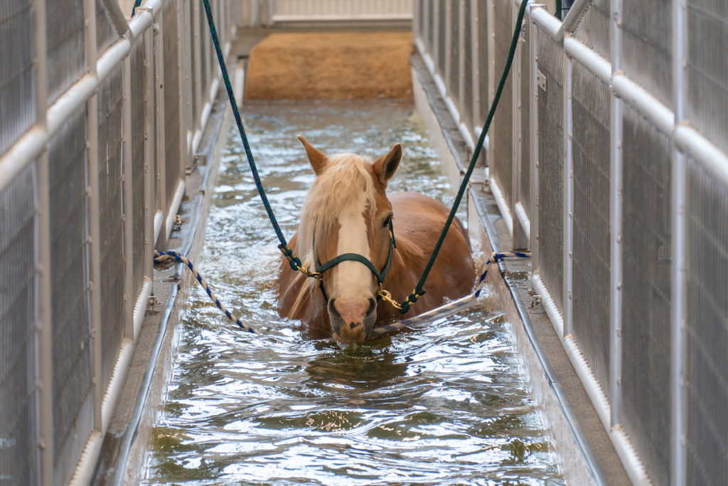 A brown horse walking on an underwater treadmill.