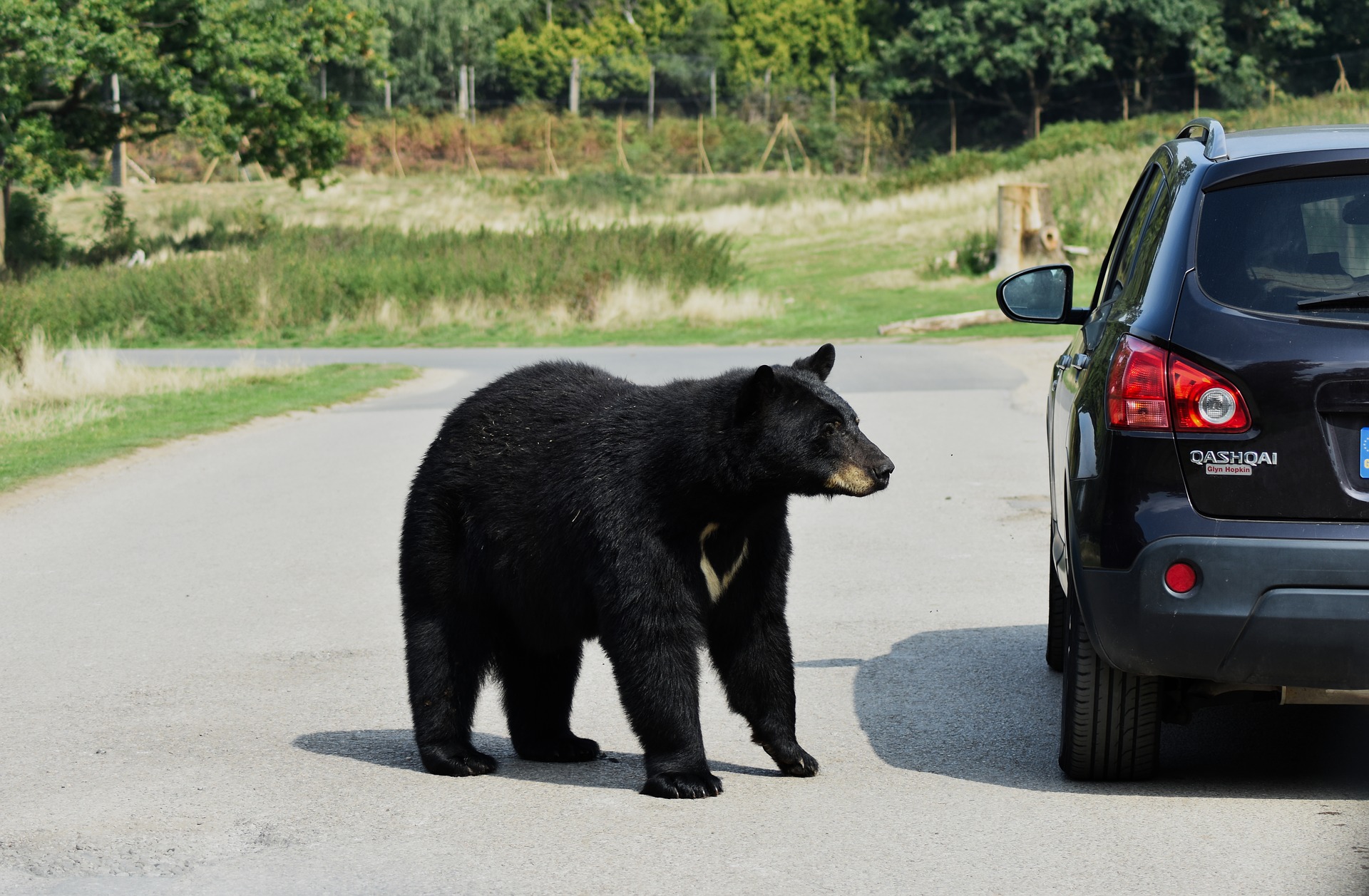 Black Bear Near Car