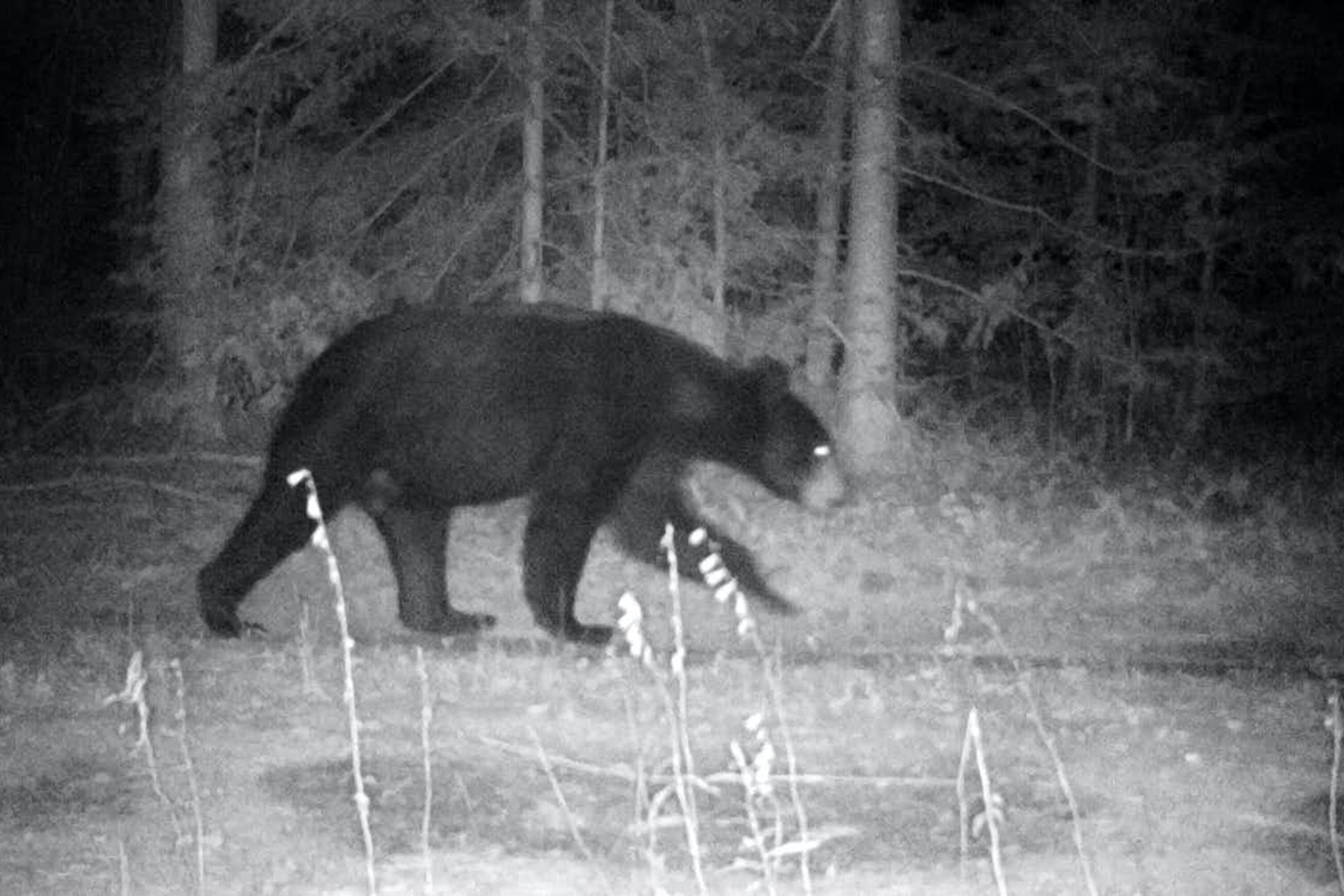 Fuzzy black and white image of a bear walking in a developed area.