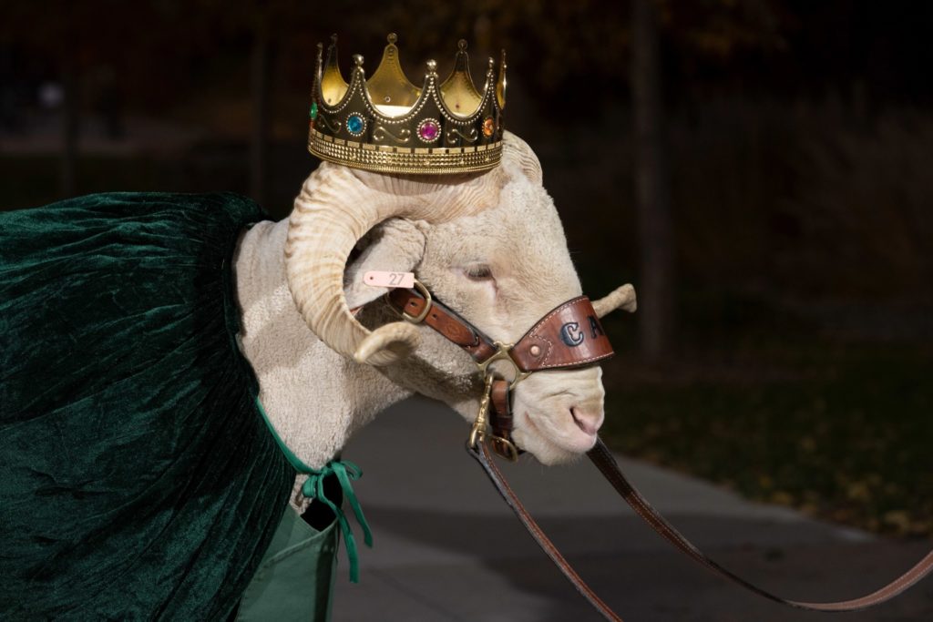CAM the Ram as a king