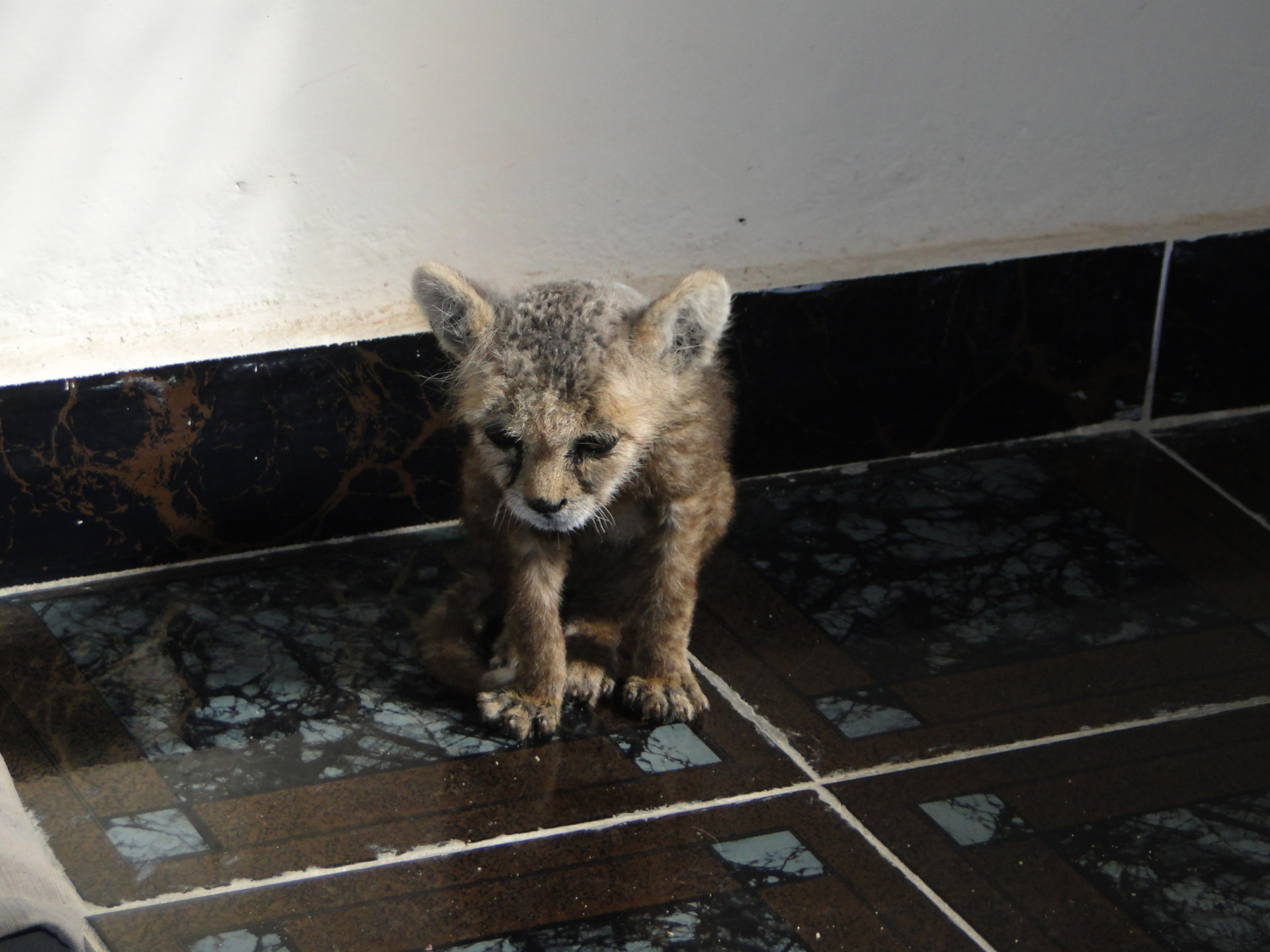 A malnourished cheetah cub sits on a tile floor.