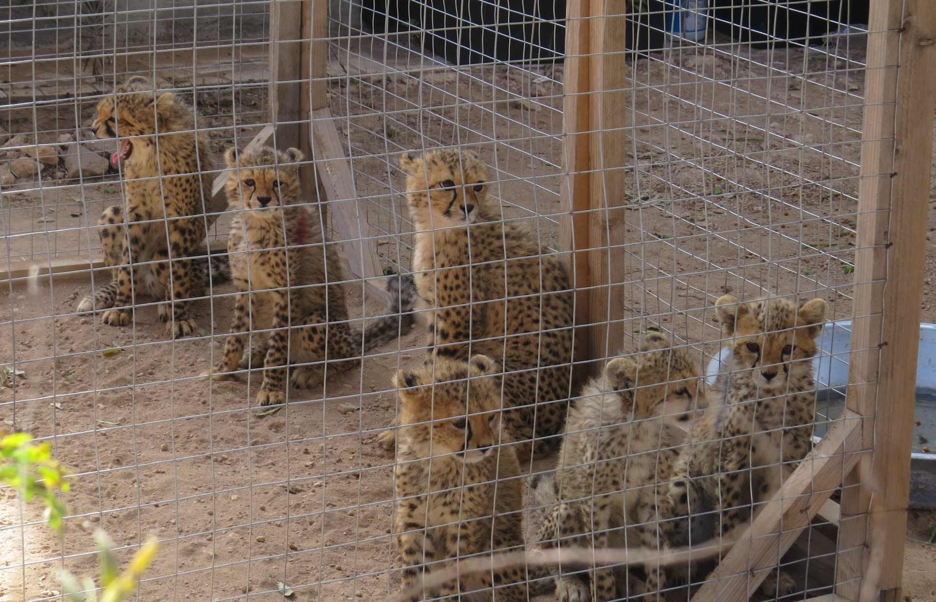 Six juvenile cheetahs inside a wire cage