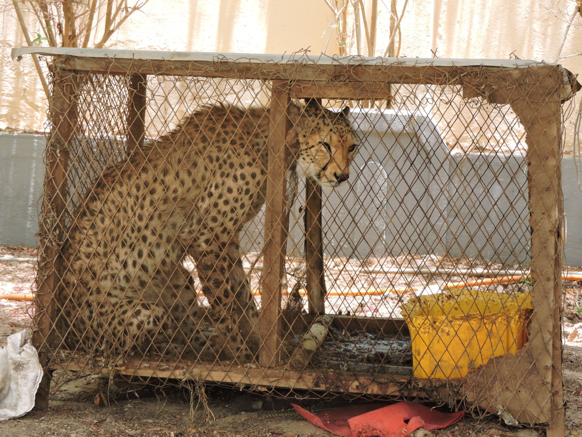 A cheetah sits in a small, dirty cage.