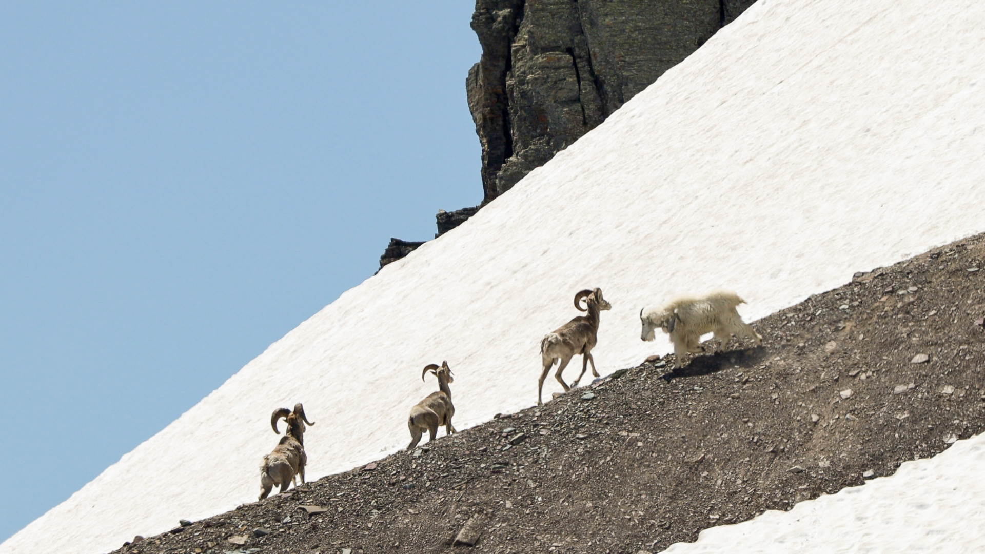 A mountain goat approaches three bighorn sheep on a mountain.