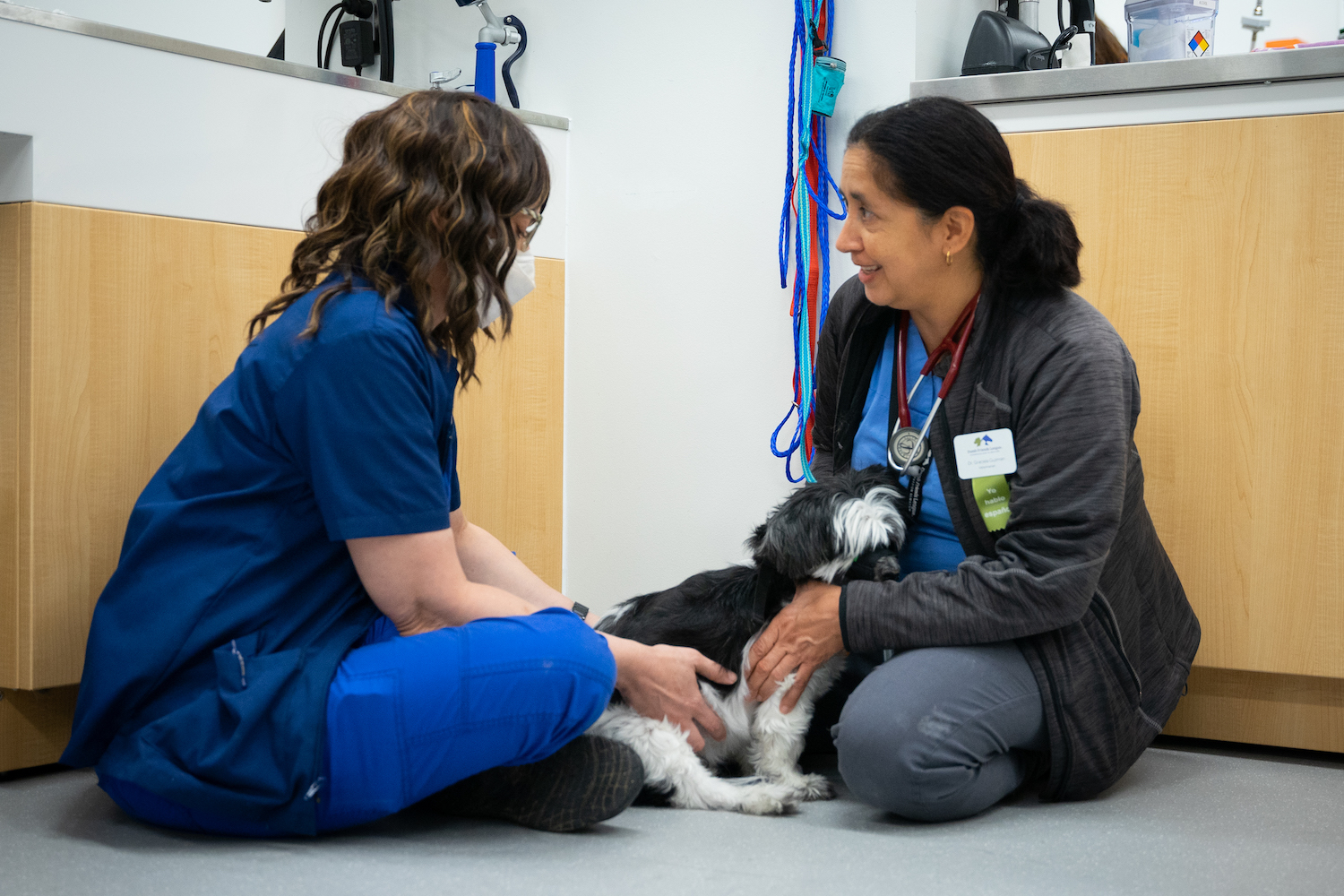 A veterinarian and client sit on the floor with a grey and white dog between them.