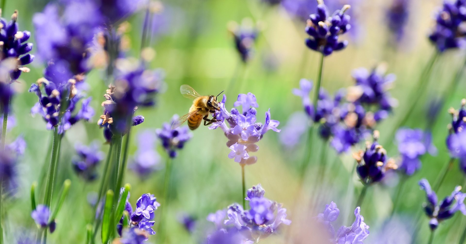 A bee pollinates a lavender plant.