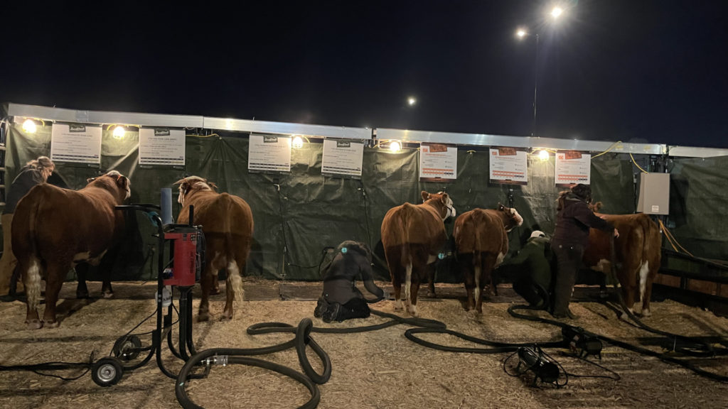 Preparing the cattle for competition involves early mornings and late nights during all parts of the year.