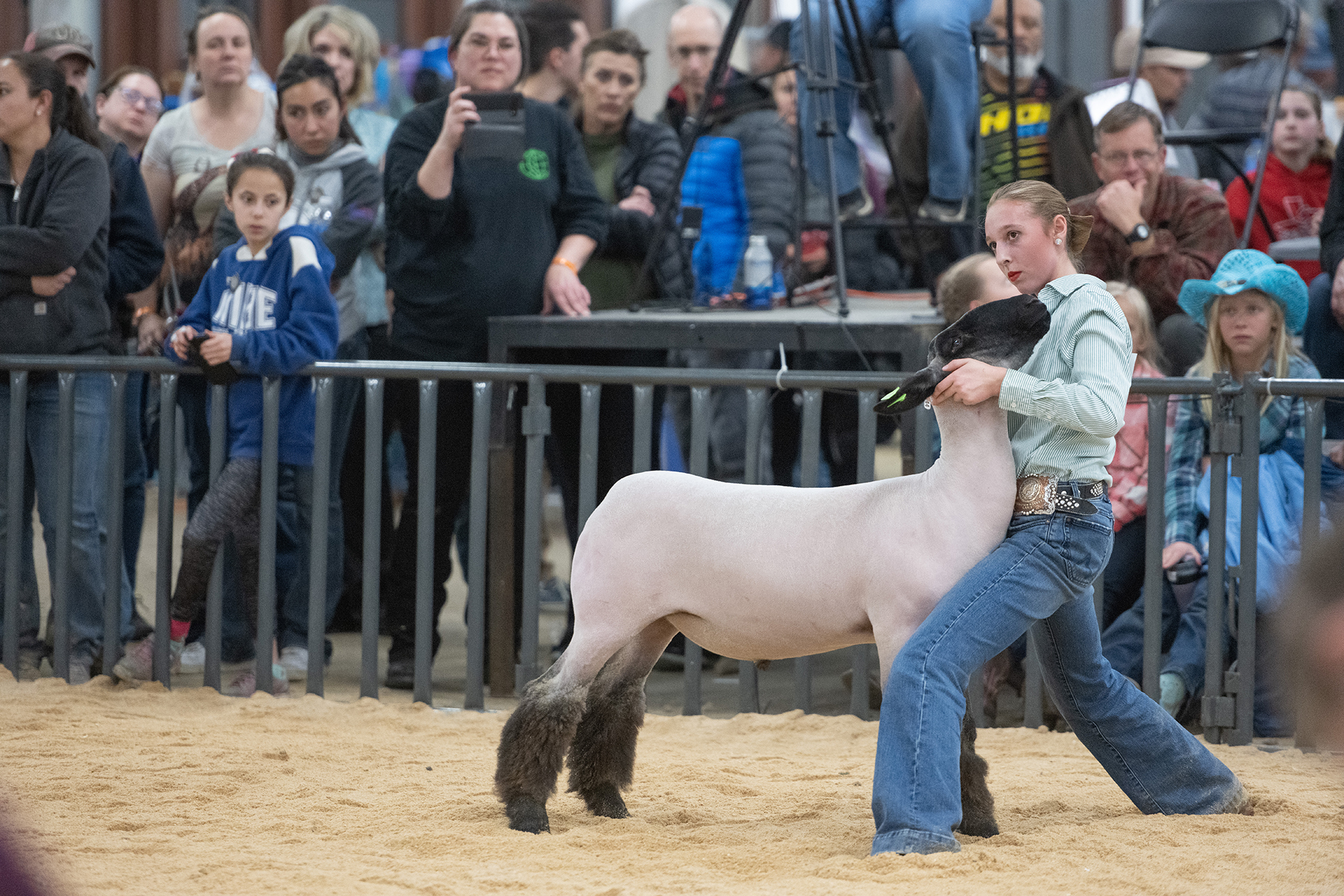 Lexi Vrabec shows her sheep at the National Western Stock show Jan. 14.