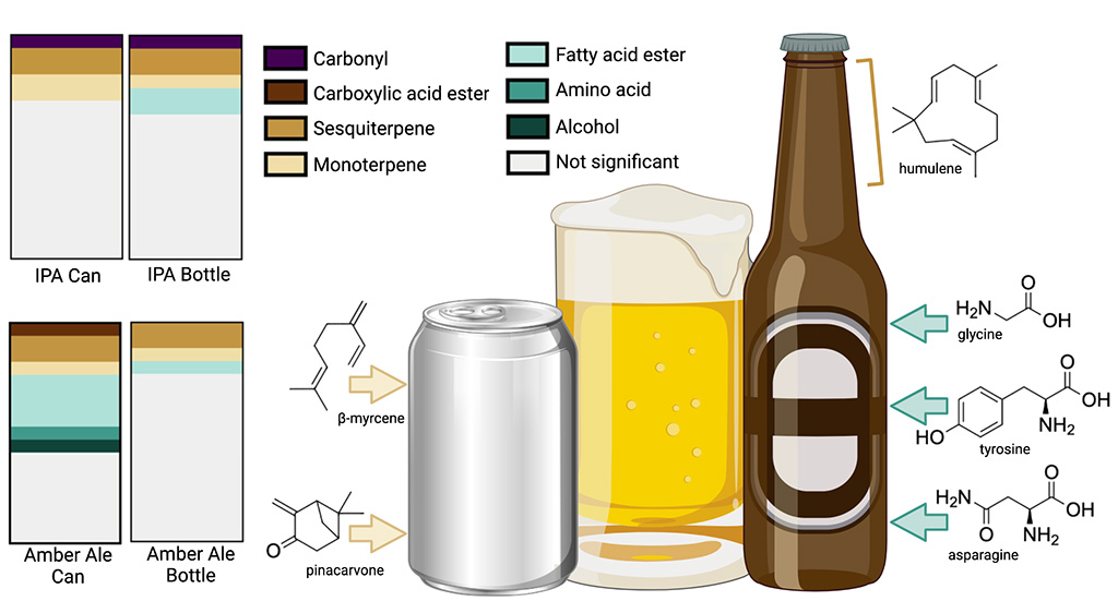 A non-targeted metabolomics approach was used to characterize changes in the metabolite profile of amber ale (AA) and India pale ale (IPA) packaged in cans and bottles over a 6-month aging period. A strong correlation by package type was observed for AA but not for IPA over all time points. Baseline differences in amino acids (glycine, tyrosine, and asparagine) and esters (isobutyl isobutyrate, 2-methylbutyl butyrate, and ethyl decanoate) were also observed in AA. Hop terpenes (humulene, pinocarvone, and α-calacorene) demonstrated package-dependent changes over time which appear to be influenced by metabolite water solubility. Overall, the results demonstrate that beer metabolites, and thus stability, are significantly impacted by package type.