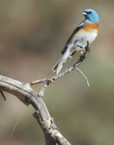 A Lazuli Bunting perches on a branch. Attached to the bird is a transmitter, which tracks the bird’s movements