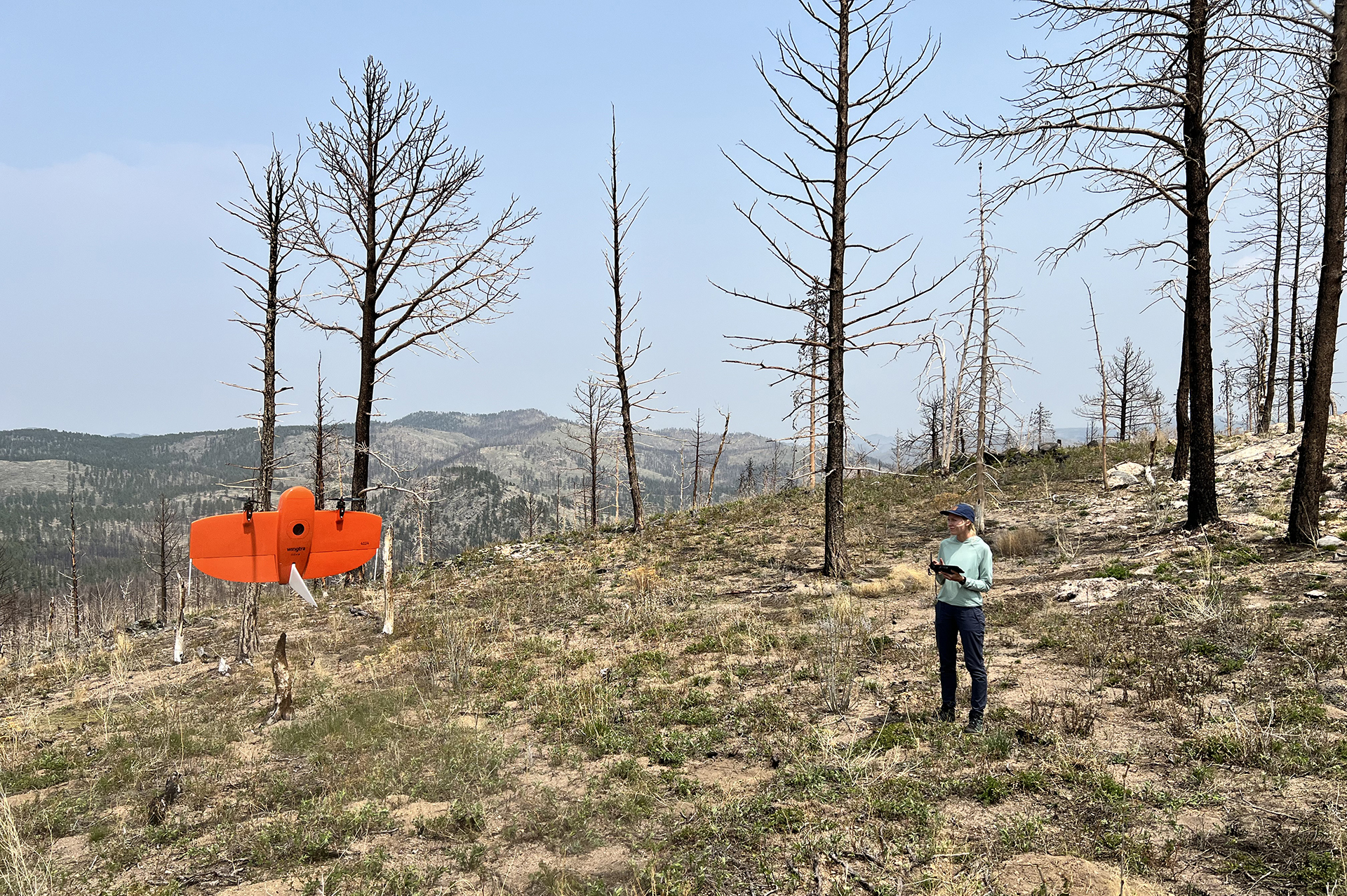 A woman pilots a drone on a hill slope with burned trees