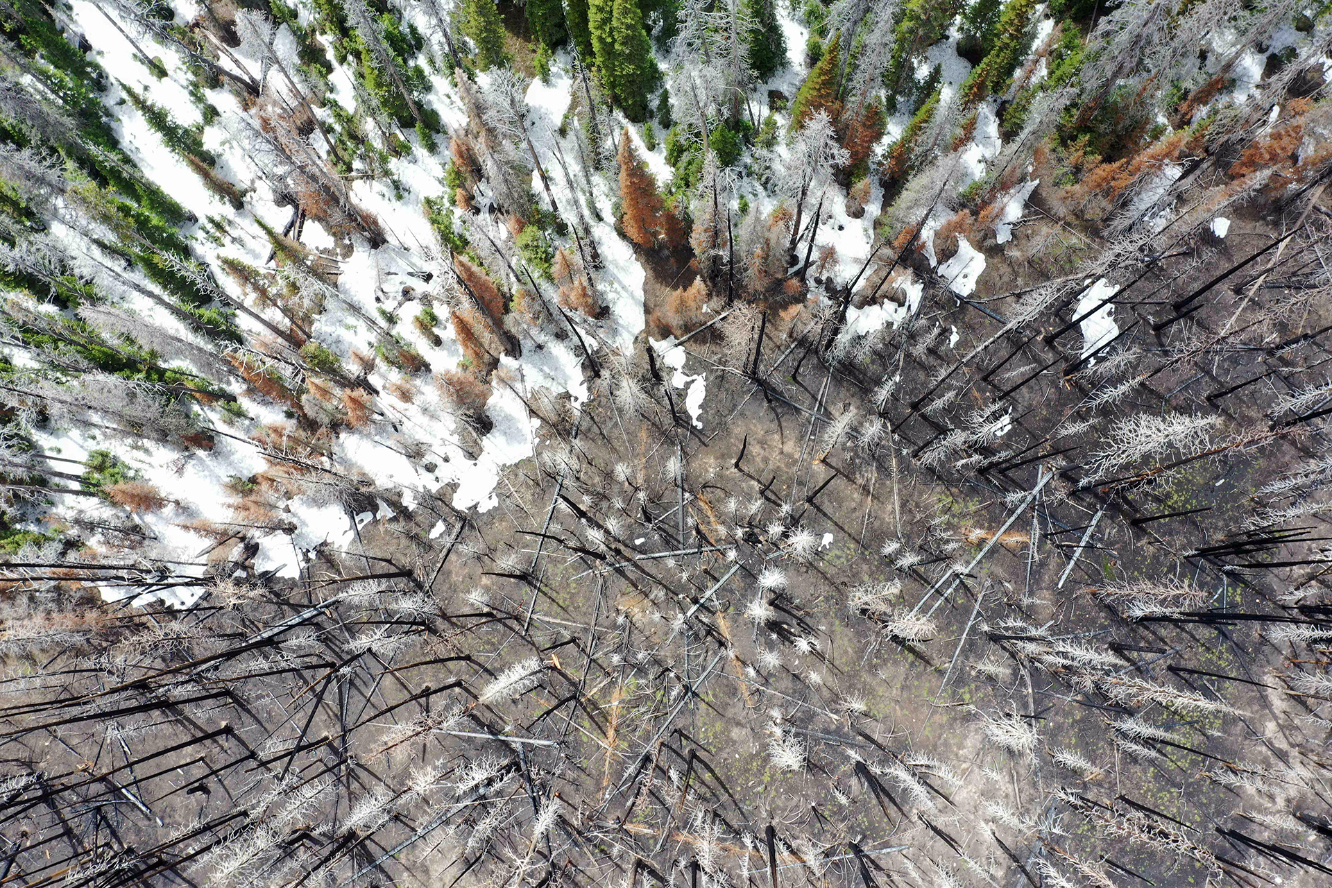An aerial photo of forest, half burned with no snow and the other half unburned and snowy